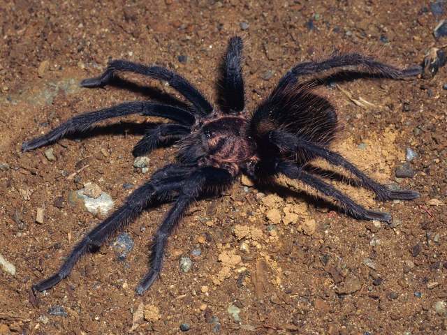 Aphonopelma nayaritum Chamberlin, 1940, male, Nayarit, Mexico