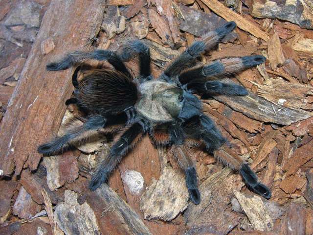 Aphonopelma or Brachypelma sp., Coahuila, Mexico