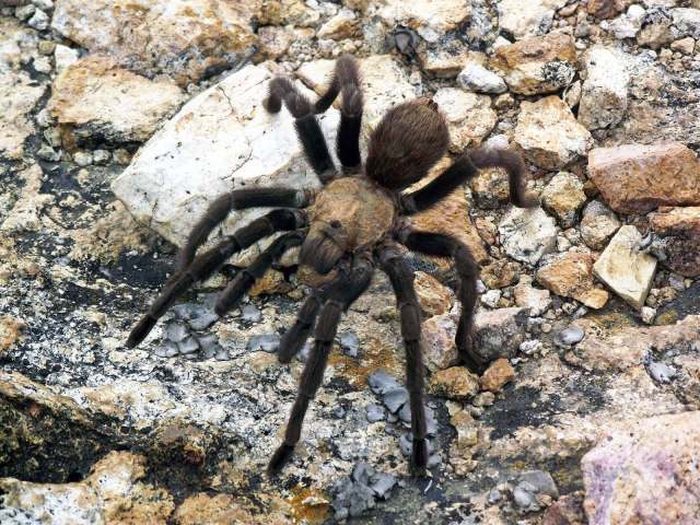 Aphonopelma pallidum (F. O. P.-Cambridge, 1897), male [faded coloration], Chihuahua State, Mexico. (Photo - Ale Pe§a)