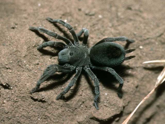 Aphonopelma paloma Prentice, 1993, female, Gila Bend, Arizona, USA