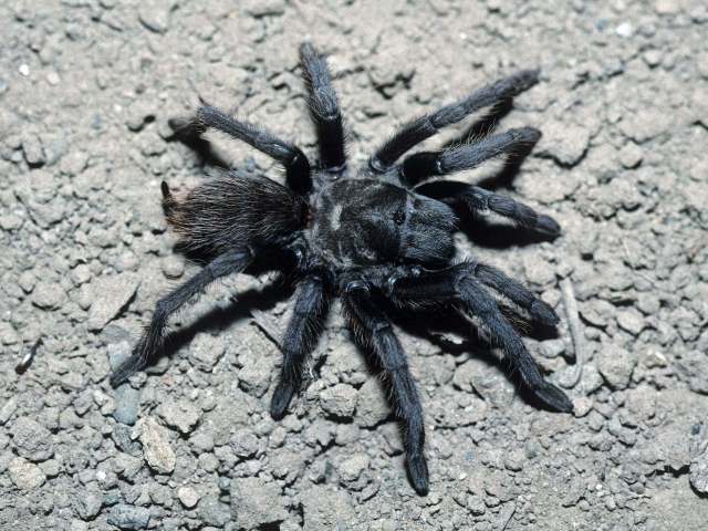 Aphonopelma parvum Hamilton, Hendrixson & Bond 2016, female, Portal, Arizona, USA