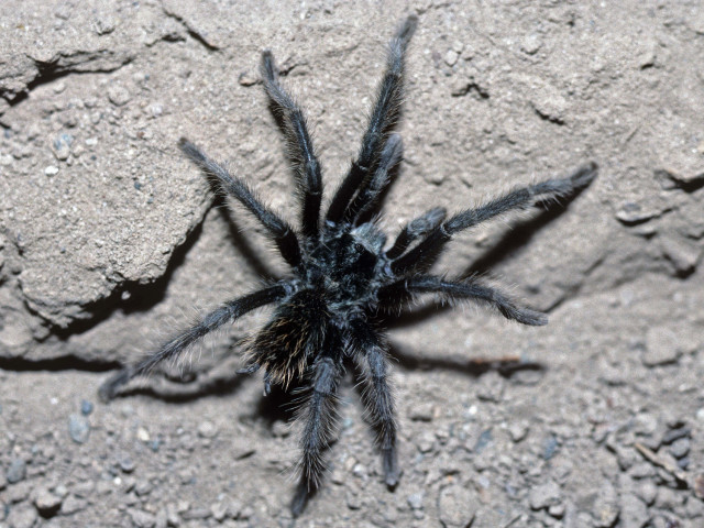 Aphonopelma parvum Hamilton, Hendrixson & Bond, 2016, male, Portal, Arizona, USA