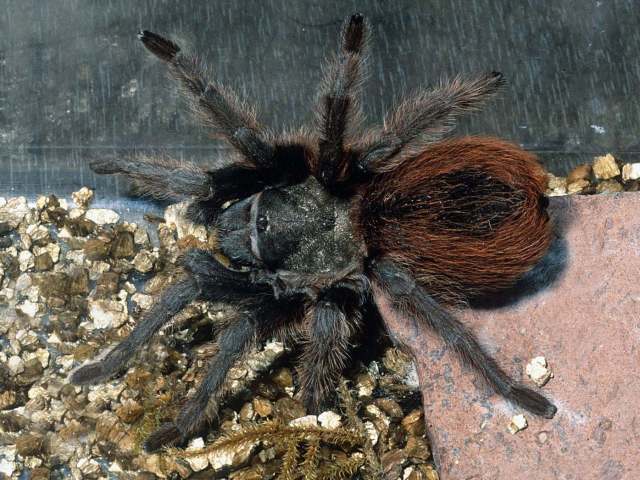 Aphonopelma peloncillo Hamilton, Hendrixson & Bond, 2016, female, Hidalgo County, New Mexico, USA