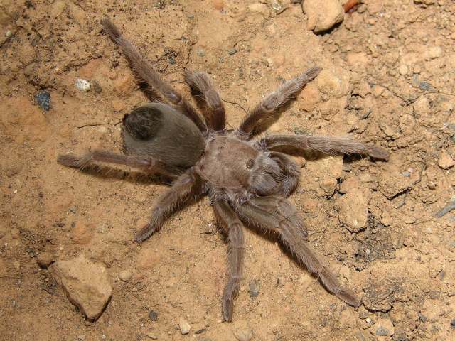 Aphonopelma prenticei Hamilton, Hendrixson & Bond, 2016, female, Black Mountains, Arizona, USA