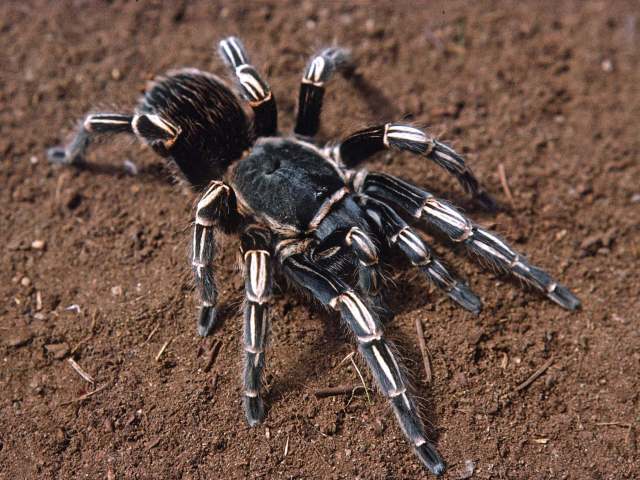 Aphonopelma seemanni (F.O.P. Cambridge, 1897), female, Guanacaste, Costa Rica