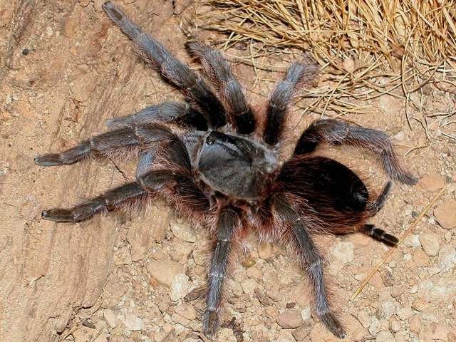 Aphonopelma serratum (Simon 1891), female, Morelos State, Mexico