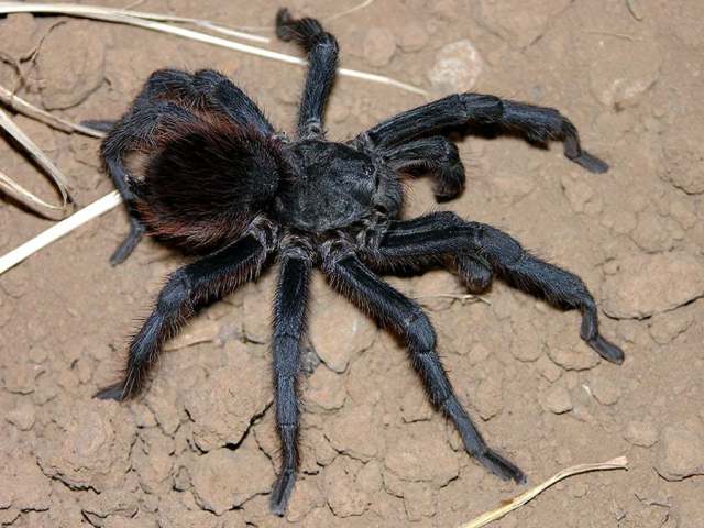 Aphonopelma serratum (Simon 1891), male, Mexico