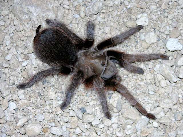 Aphonopelma sp., female, Sonora, Mexico