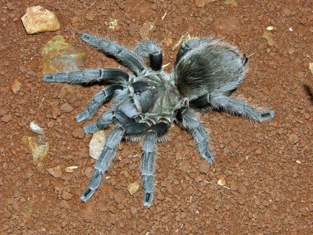 Aphonopelma sp., female (undescribed), Jalisco State, Mexico