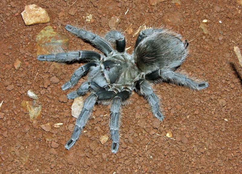 Aphonopelma sp., female (undescribed), Jalisco State, Mexico