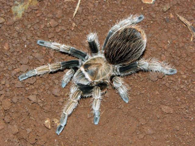 Aphonopelma sp., female (undescribed), Michoacan State, Mexico