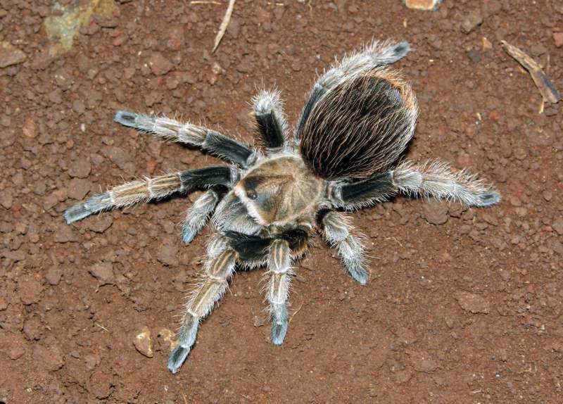 Aphonopelma sp., female (undescribed), Michoacan State, Mexico