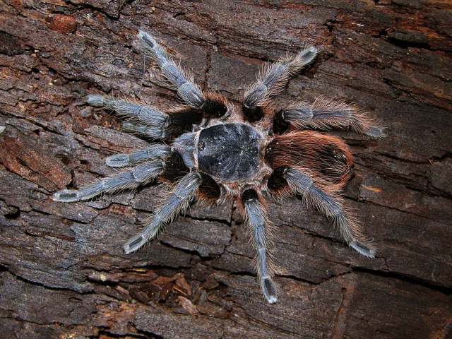 Aphonopelma sp., female (undescribed), Nuevo Leon State, Mexico