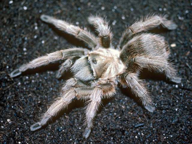 Aphonopelma sp., female (undescribed), Sonoro State, Mexico