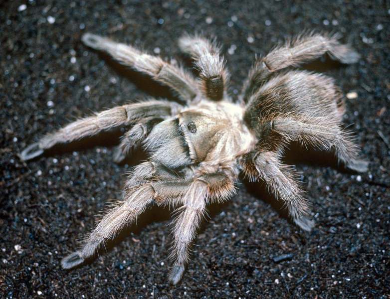 Aphonopelma sp., female (undescribed), Sonoro State, Mexico