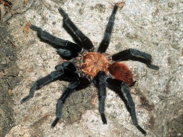 Aphonopelma sp., male (undescribed), Sinaloa State, Mexico