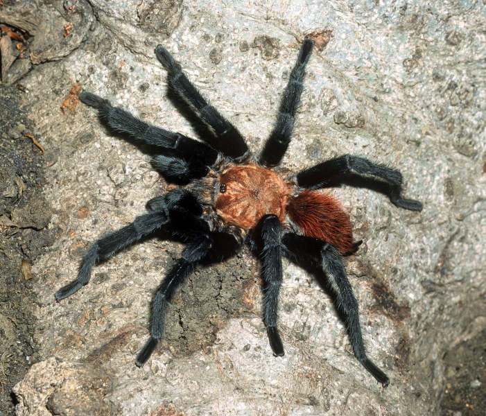 Aphonopelma sp., male (undescribed), Sinaloa State, Mexico