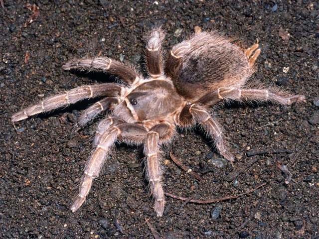 Aphonopelma sp. [not Aph. seemanni], female (undescribed), Guatemala Department, Guatemala