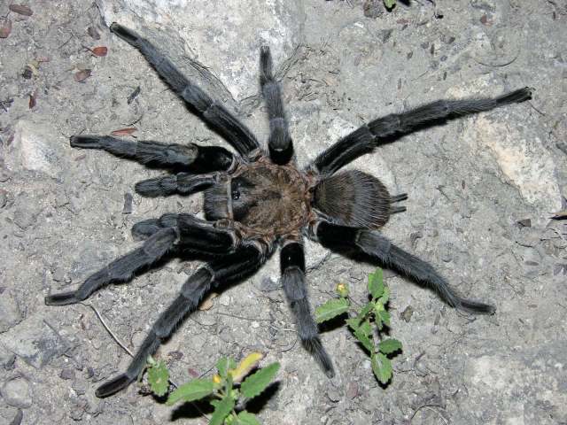 Aphonopelma sp.5, male (undescribed), Nuevo Leon State, Mexico