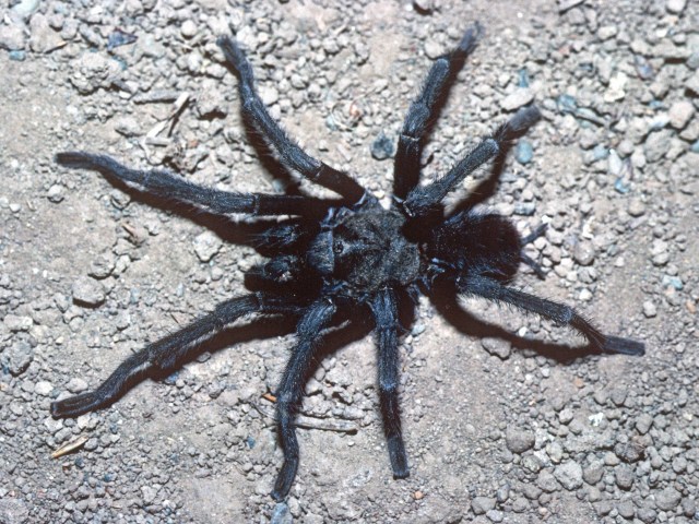 Aphonopelma steindachneri (Ausserer 1875), male, Mt. Palomar, California, USA