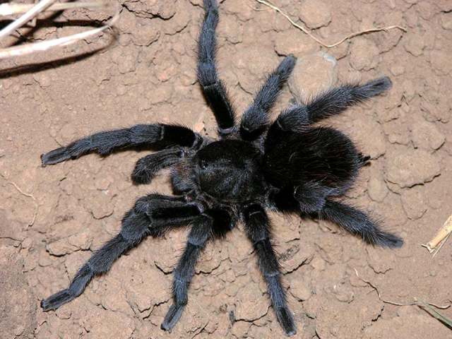 Aphonopelma truncatum (F. O. P.-Cambridge 1897), male, Mexico