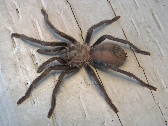 Aphonopelma xwalxwal Hamilton, 2016, San Diego County, California, USA (Photo - T. Burkhart)