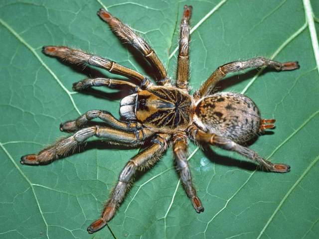 Augacephalus breyeri (Hewitt, 1919), female, Mpumalanga Province, Republic of South Africa