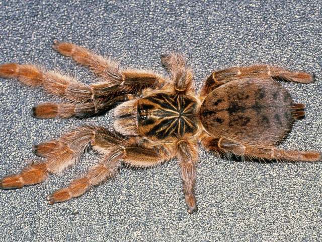 Augacephalus junodi (Simon, 1904), female, Transvaal Province, Republic of South Africa