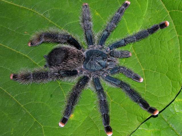 Avicularia avicularia (Linnaeus, 1758), female, Beni, Bolivia