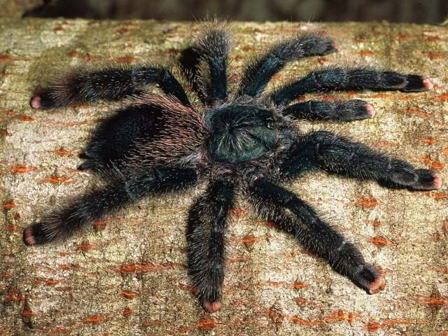 Avicularia avicularia (Linnaeus, 1758), female, Trinidad Island, West Indies