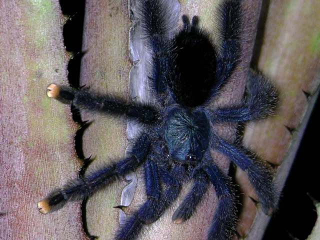 Avicularia avicularia (Linnaeus, 1758) [formerly Avic. metallica Ausserer 1875], female, French Guiana