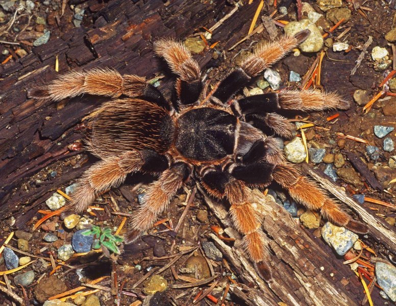 Brachypelma klaasi (Schmidt & Krause 1994), female [montane form], Mexico