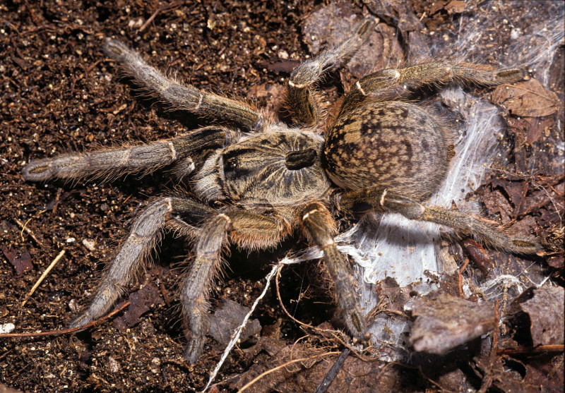 Ceratogyrus darlingi Pocock, 1897, female, Zimbabwe & Botswana
