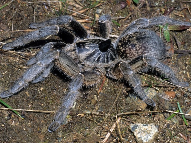Ceratogyrus marshalli Pocock, 1897, female, Zimbabwe