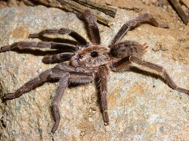 Ceratogyrus marshalli Pocock 1897, male, Mozambique
