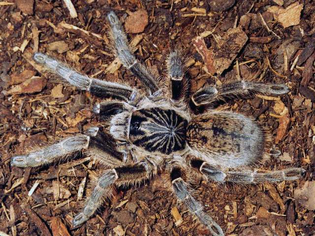 Ceratogyrus meridionalis (Hirst 1907), female, Zambia (Photo - R. Gallon)