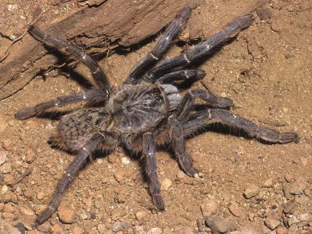 Ceratogyrus pillansi (Purcell 1902), female, Mozambique