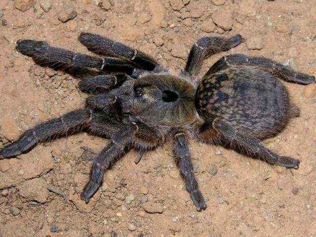 Ceratogyrus sanderi Strand 1906, female, Namibia