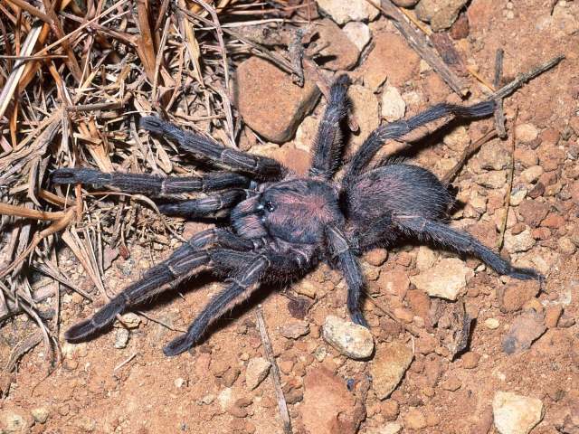 Chaetopelma altugkadirorum Gallon, Gabriel & Tansley, 2012, female, Osmaniye Province, Turkey