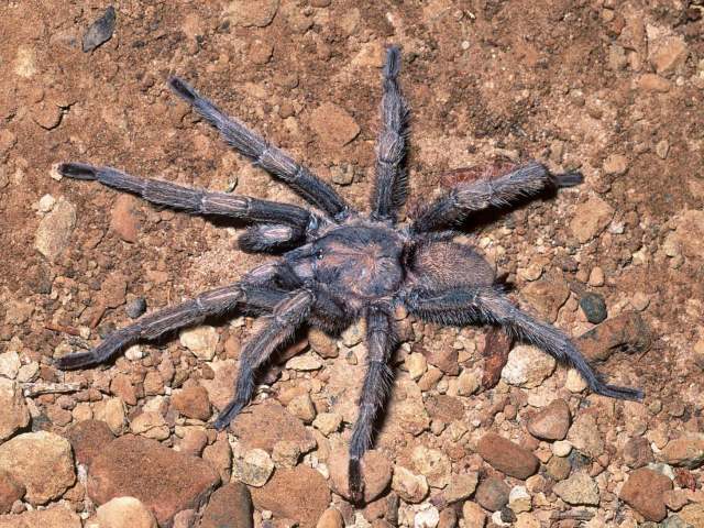 Chaetopelma altugkadirorum Gallon, Gabriel & Tansley, 2012, male, Osmaniye Province, Turkey