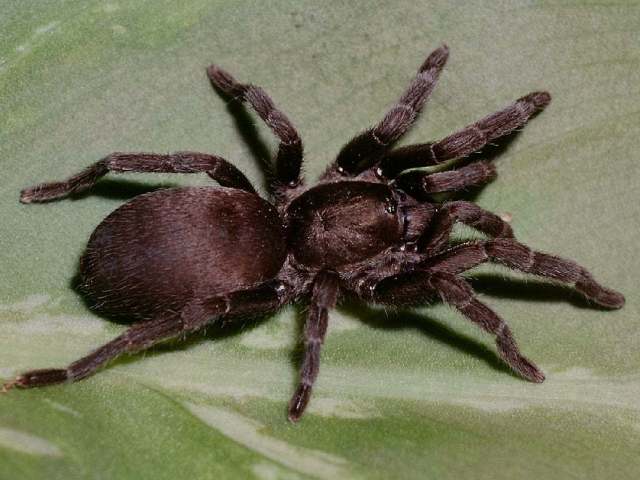 Chaetopelma concolor (Simon 1873), female, Mersin, Turkey
