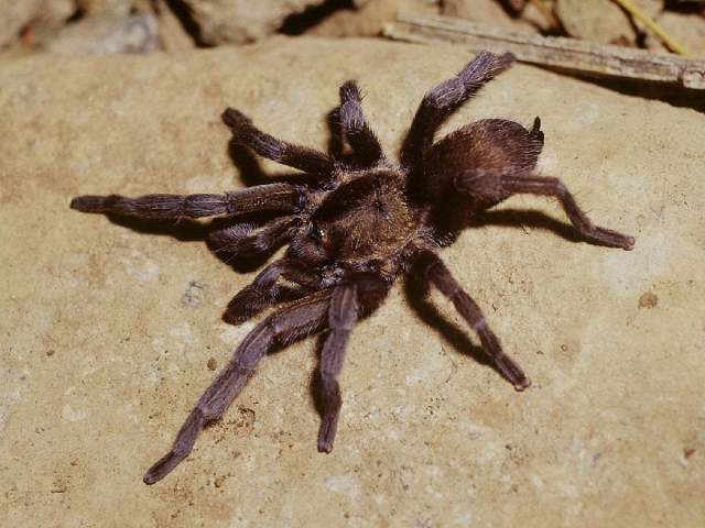 Chaetopelma concolor (Simon 1873), male, Mersin, Turkey