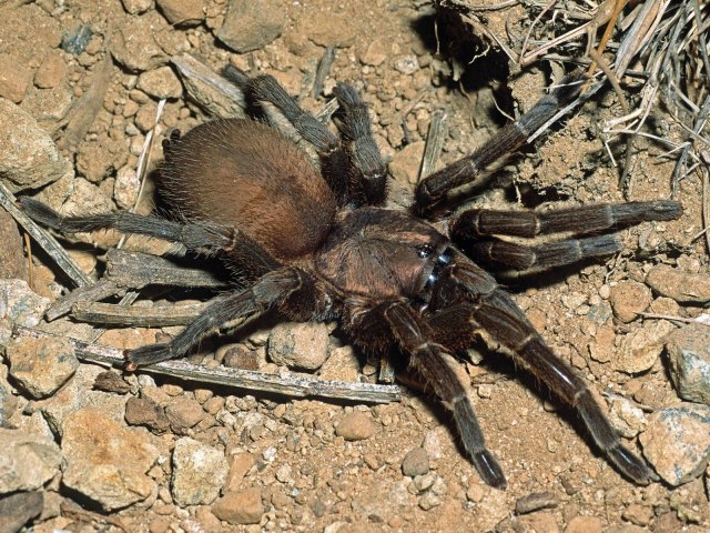Chaetopelma olivaceum (C. L. Koch 1842), female, Israel.