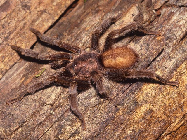 Chaetopelma olivaceum (C. L. Koch 1842), male, Beirut, Lebanon