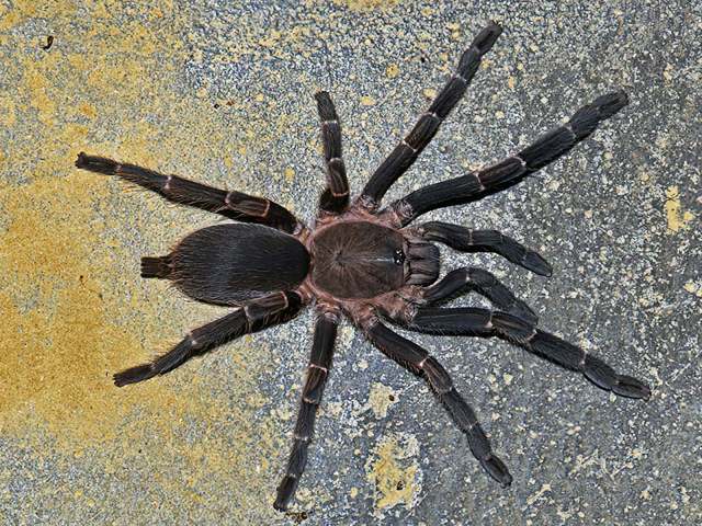Chilobrachys assamensis Hirst, 1909, female, border region of India & Myanmar. (Photo - V. A. Ismavel)