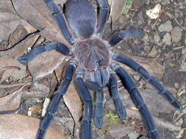 Chilobrachys bicolor (Pocock, 1895), female, Myanmar. (Photo - F. CLeton)