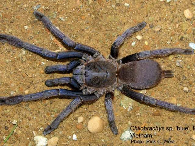 Chilobrachys dyscolus (Simon, 1886), female, Vietnam