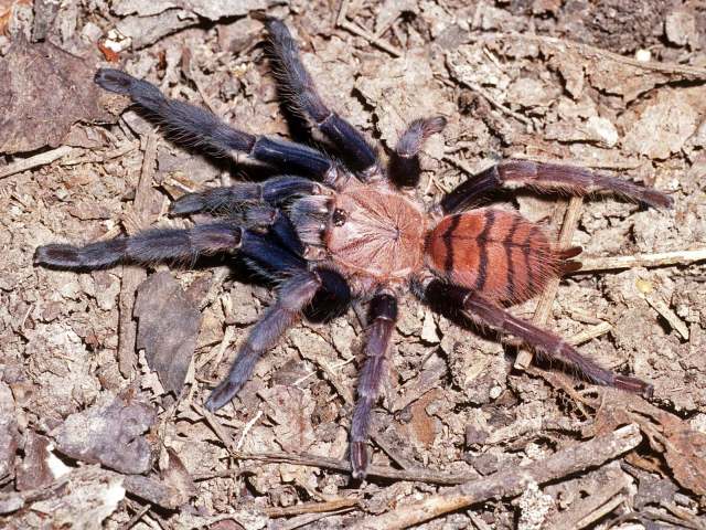Chilobrachys fimbriatus Pocock, 1899, female, Western Ghats, India