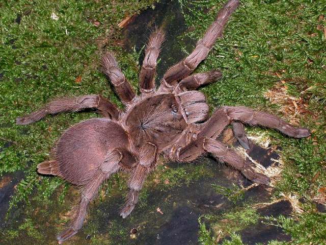 Chilobrachys guangxiensis (Yin & Tan 2000), female, sw. China