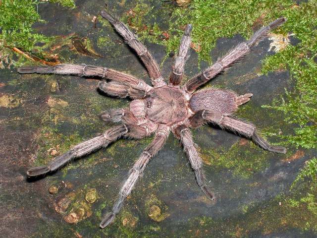 Chilobrachys guangxiensis (Yin & Tan 2000), male, s. China